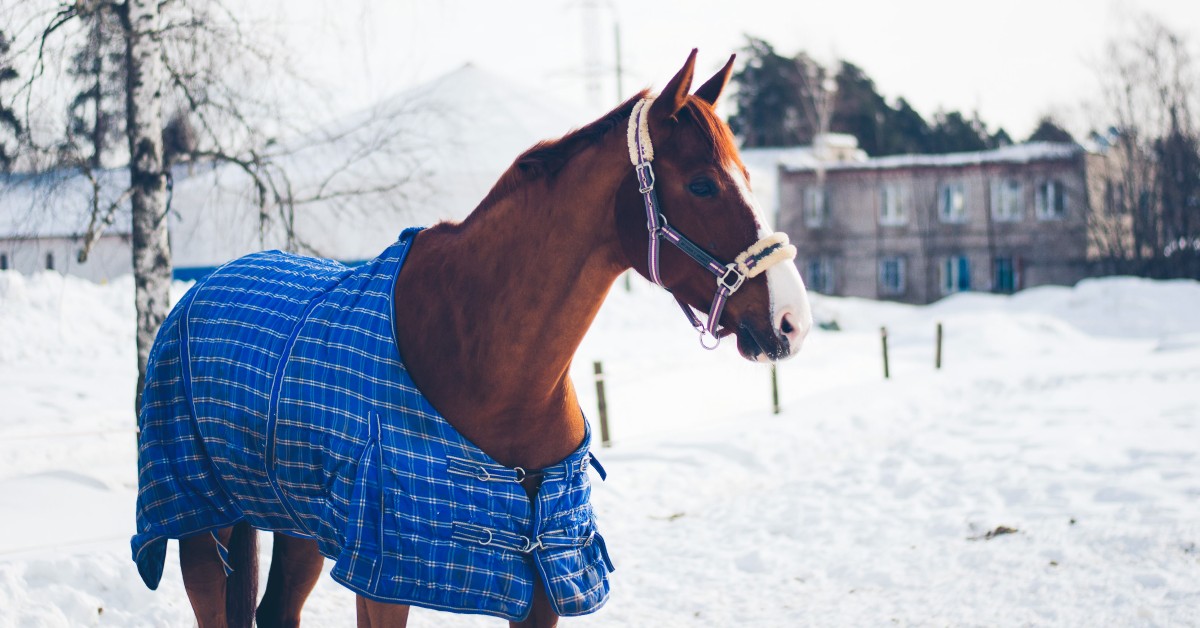 How to Choose the Right Blanket for Your Horse
